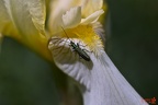 Lilie mit grünem Käfer