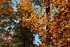 Herbstwald, Neupfalz