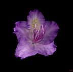 Rhododentronblüte "Alfred" No.1