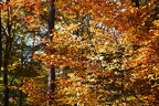 Herbstwald, Neupfalz