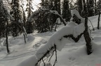Manche Bäume biegen sich unter der Schneelast