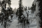 Winterlicher Urwald bei Luosto
