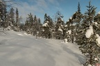 Winterlicher Urwald bei Luosto