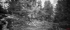 Höchstgelegener geschlossener Arvenwald in Europa №3