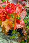 Rote Trauben und buntes Weinlaub II