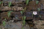 Trockenmauer mit Windenblüte