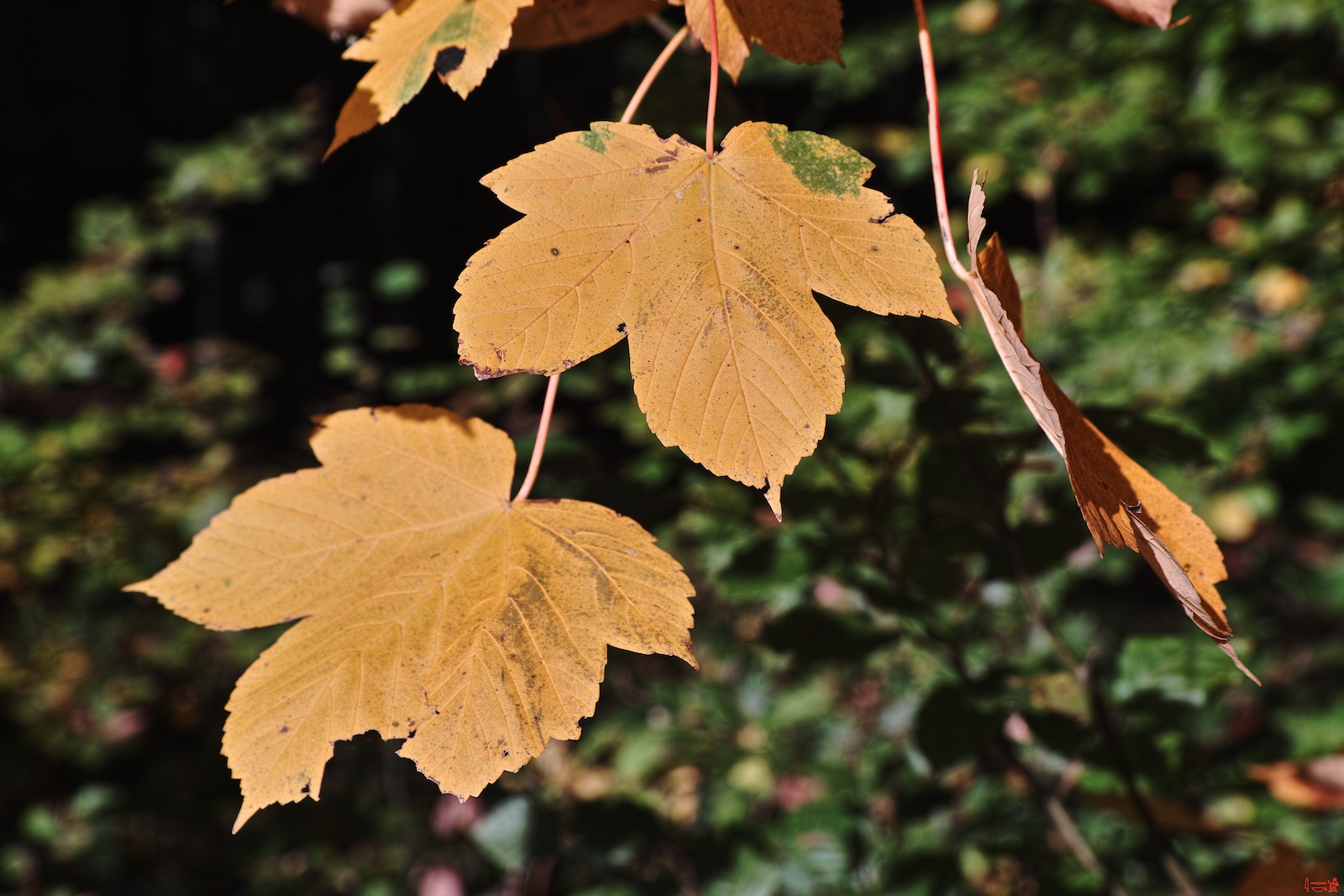 2012-10-21_11-22-30.jpg