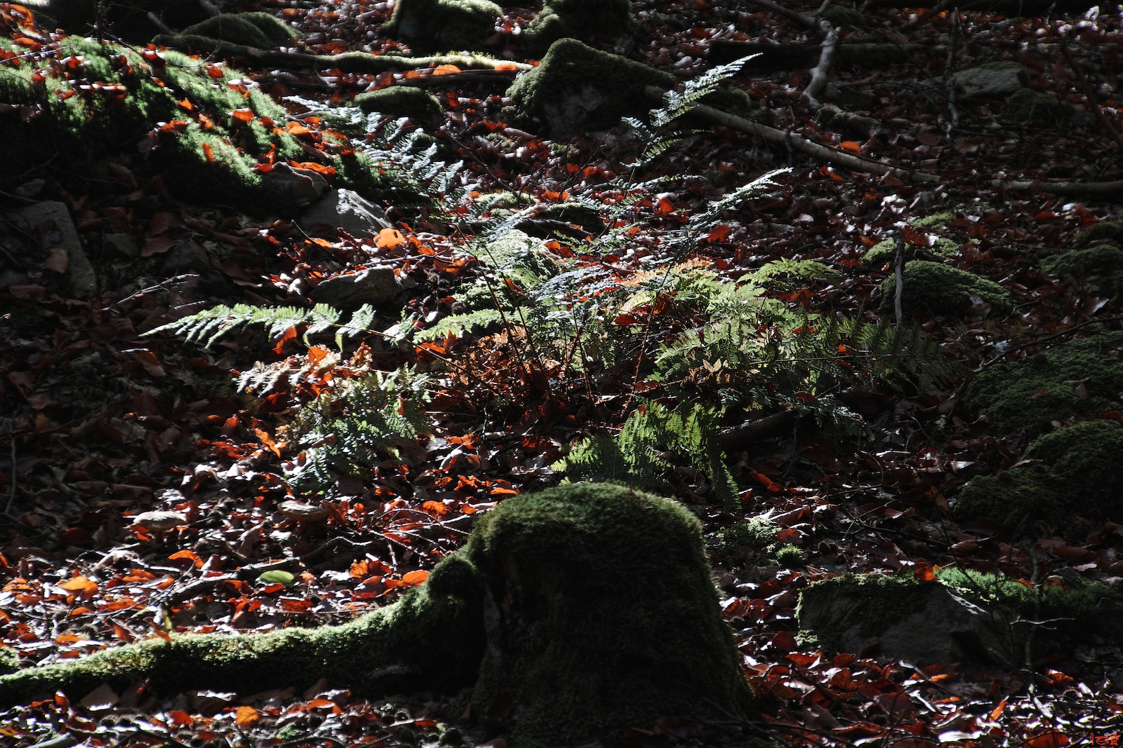2012-10-21_11-52-17.jpg