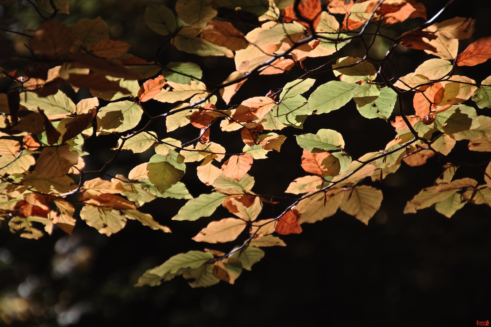 2012-10-21_11-53-37.jpg